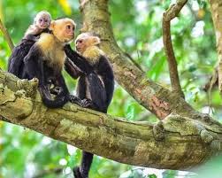 Why Destination Management Companies Are Game-Changers for Your Costa Rica Safari