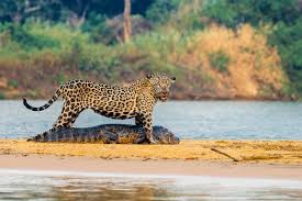 3. Beyond the Pantanal: Brazil’s Diverse Natural and Cultural Treasures