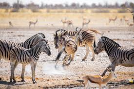 Extending the Adventure: Top Kenyan Wildlife and Cultural Highlights Beyond Etosha